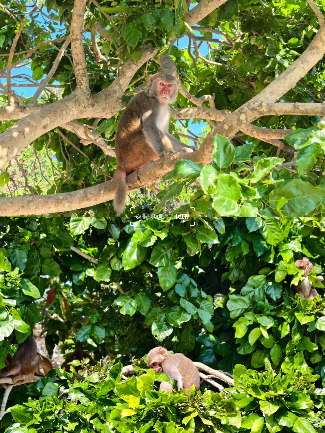 今年暑假，我只带娃去一个地方：陵水！🏖️