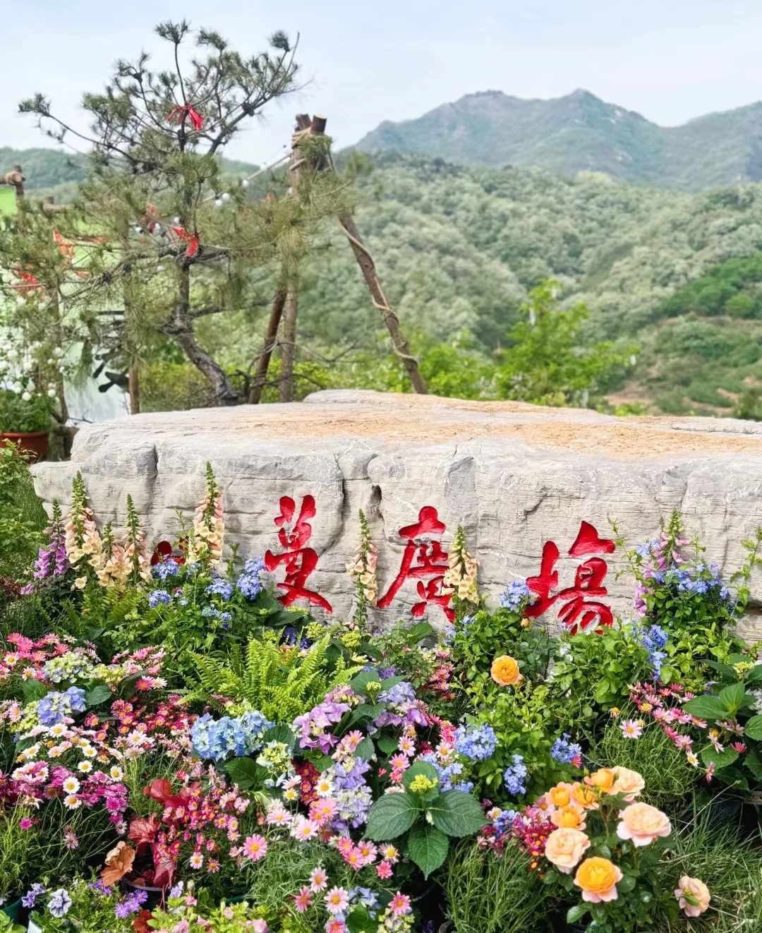 这颜值绝了,谁拍谁好看!📸📷