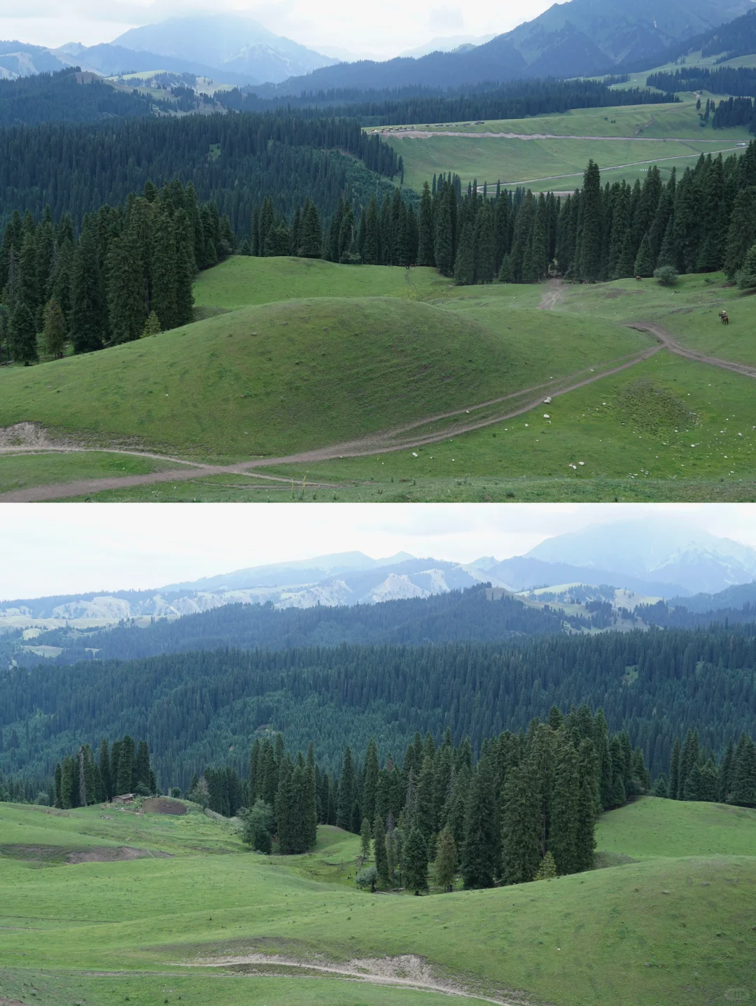 伊犁草原真没必要去太多