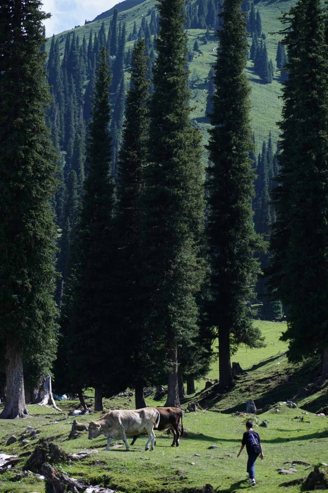 伊犁草原真没必要去太多