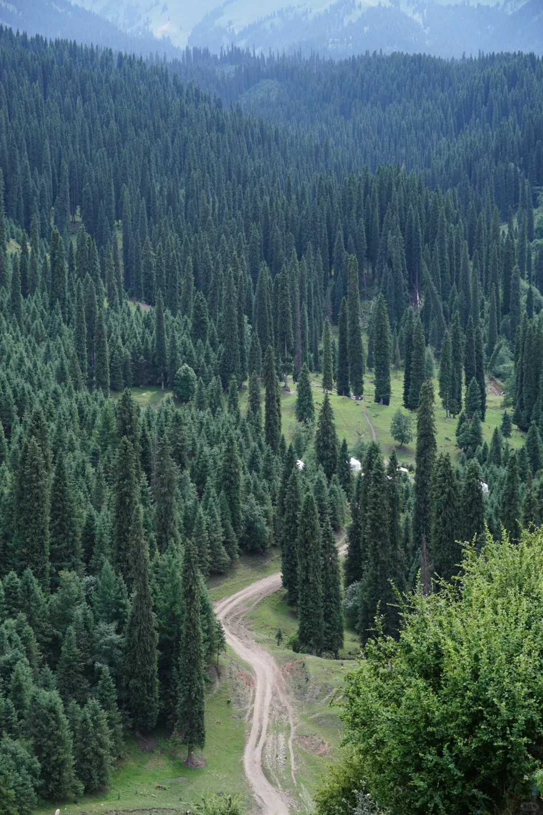 伊犁草原真没必要去太多