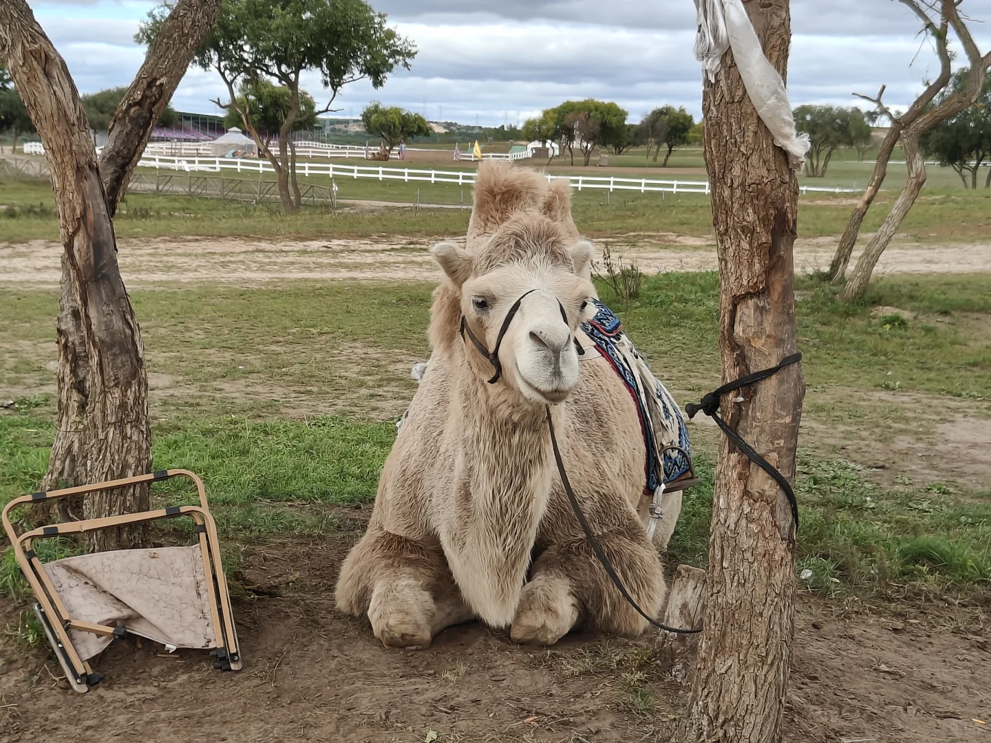 河北已回,我的建议是……
