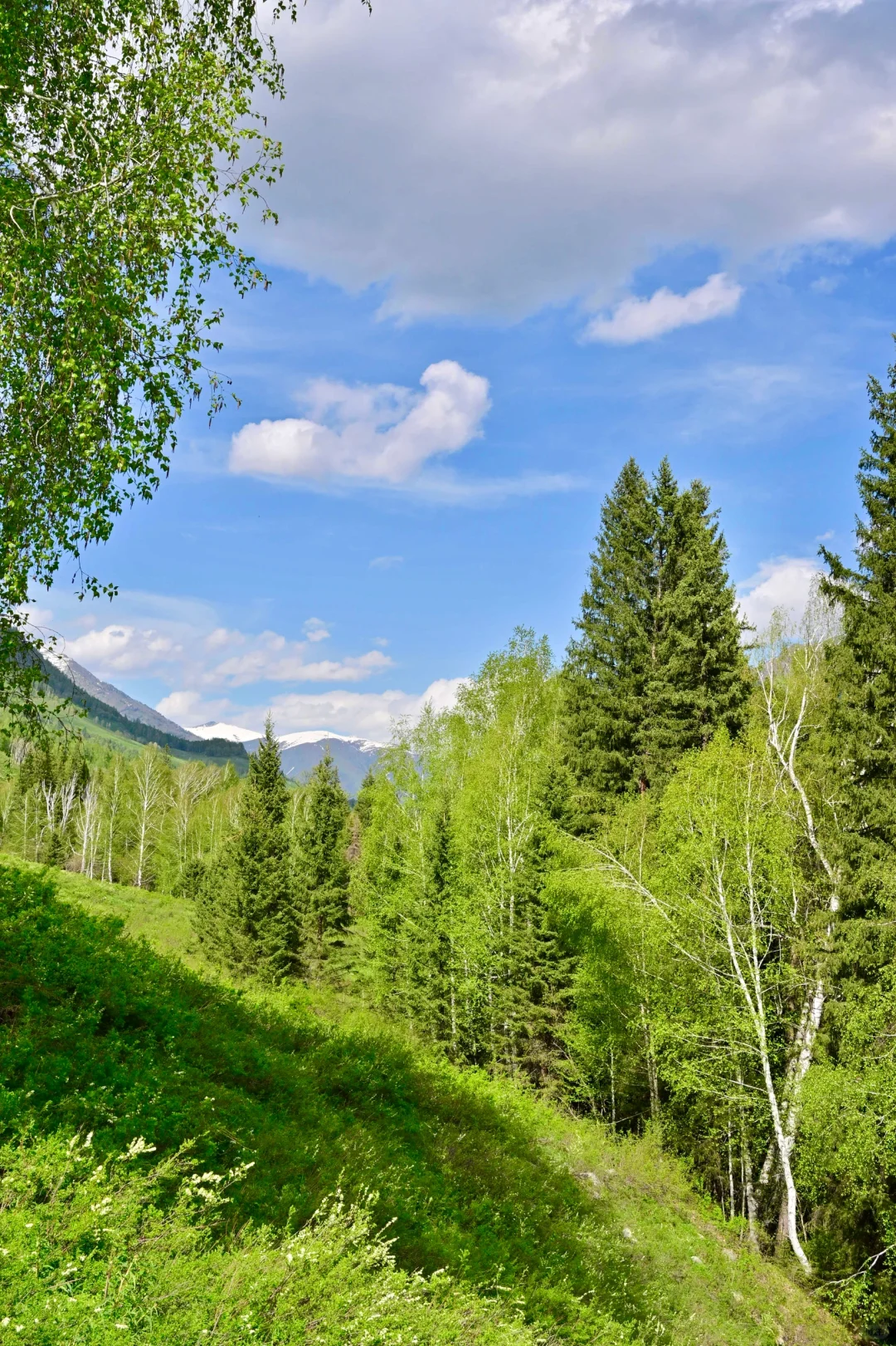 新疆北疆大环线旅游 02| 禾木村游玩攻略！