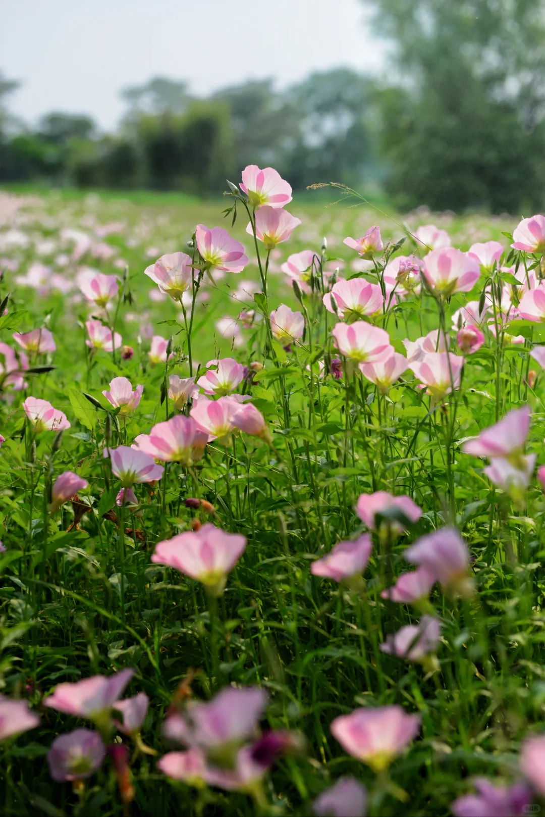 误入“宫崎骏漫画”世界