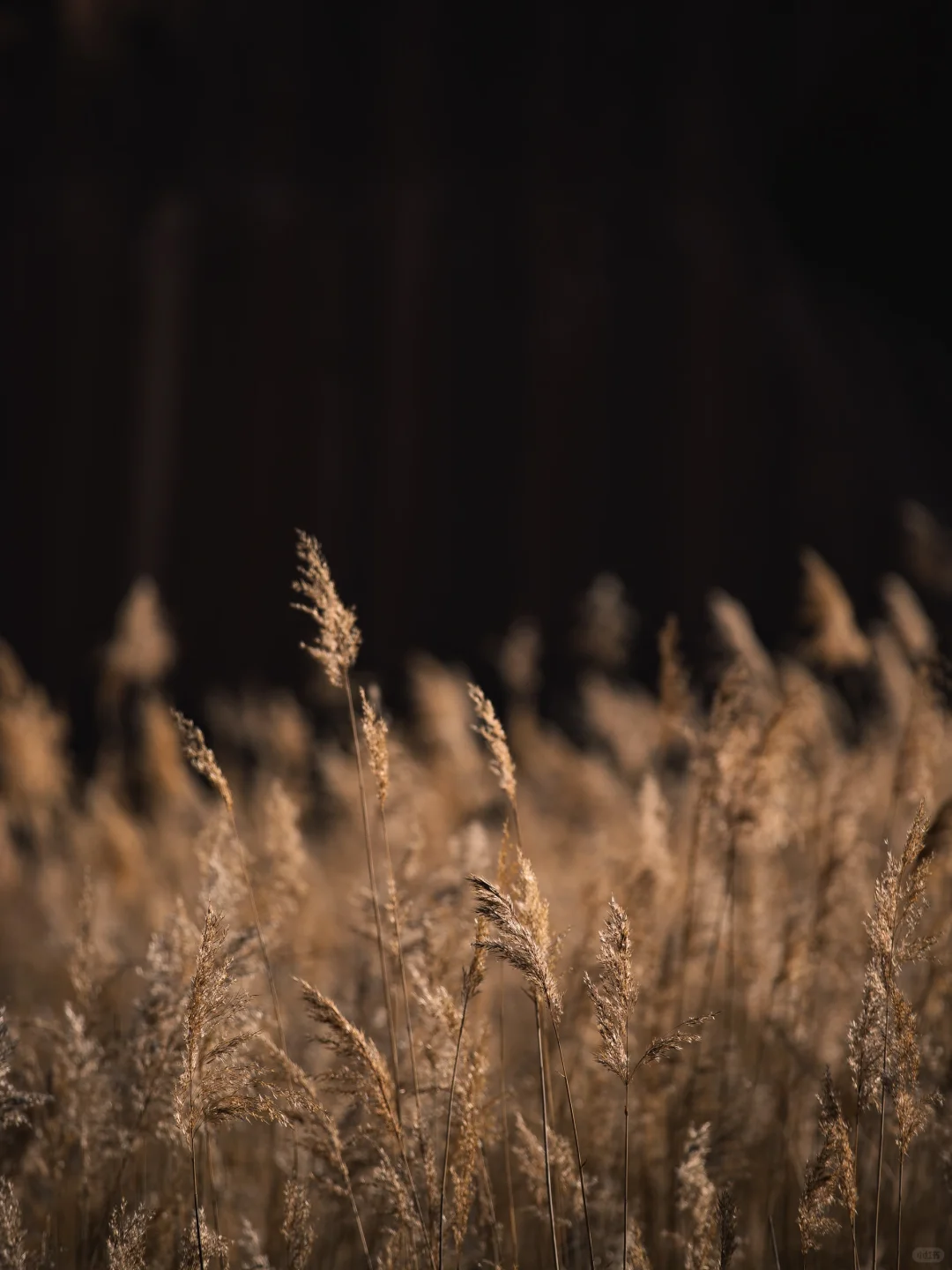 石上澜生，亿年奇观 | 榆林波浪谷