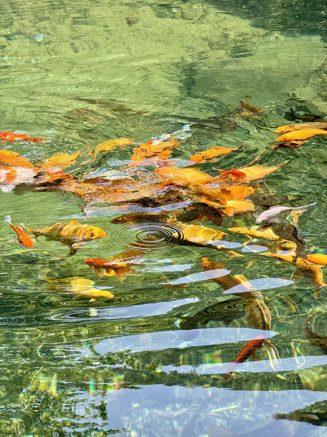 不是九寨沟！这是杭州！！16 ℃避暑胜地🍃