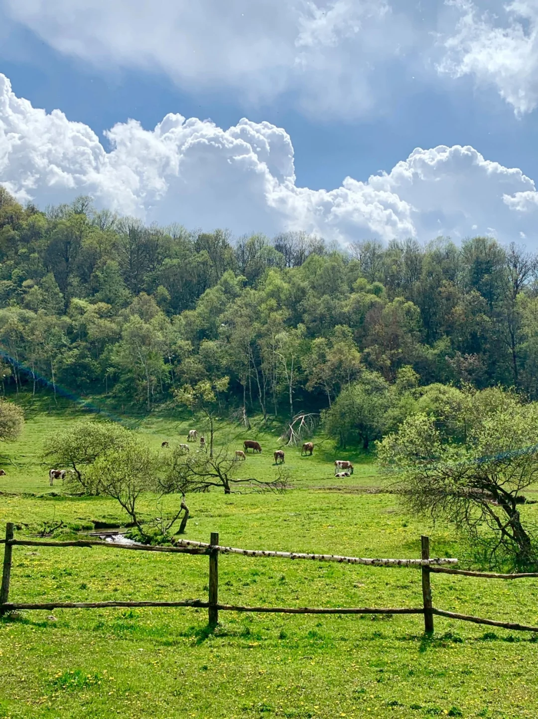 大水川一日游｜西安出发！牧场×高山草甸！