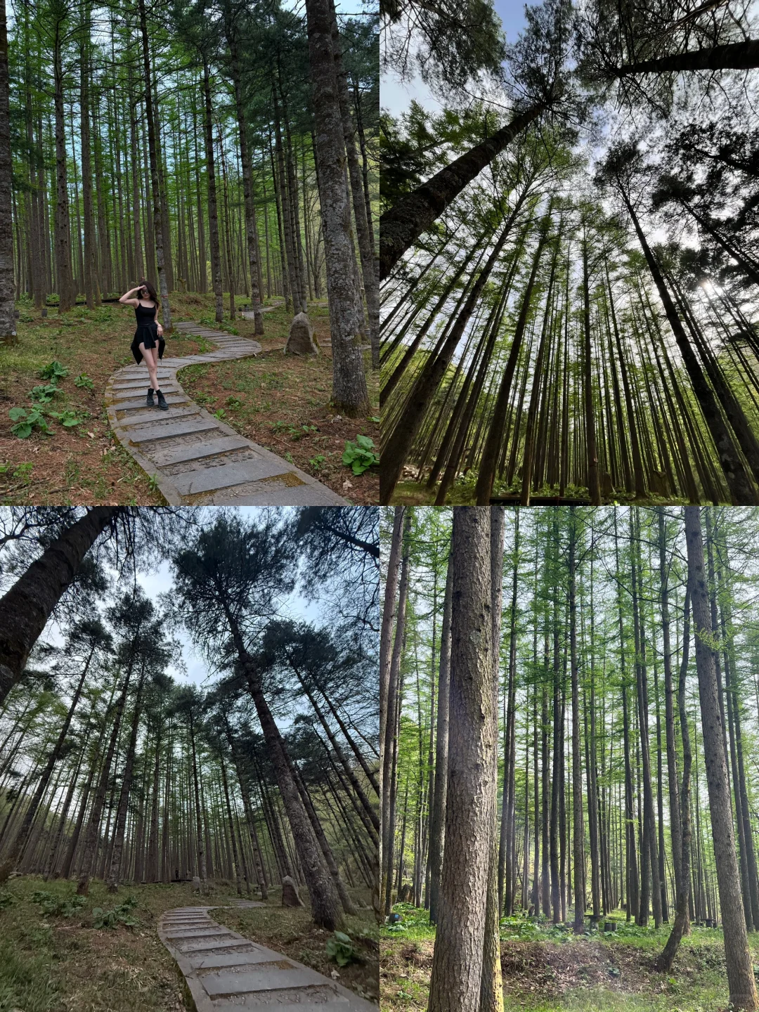 没去百丈漈，在河南洛阳