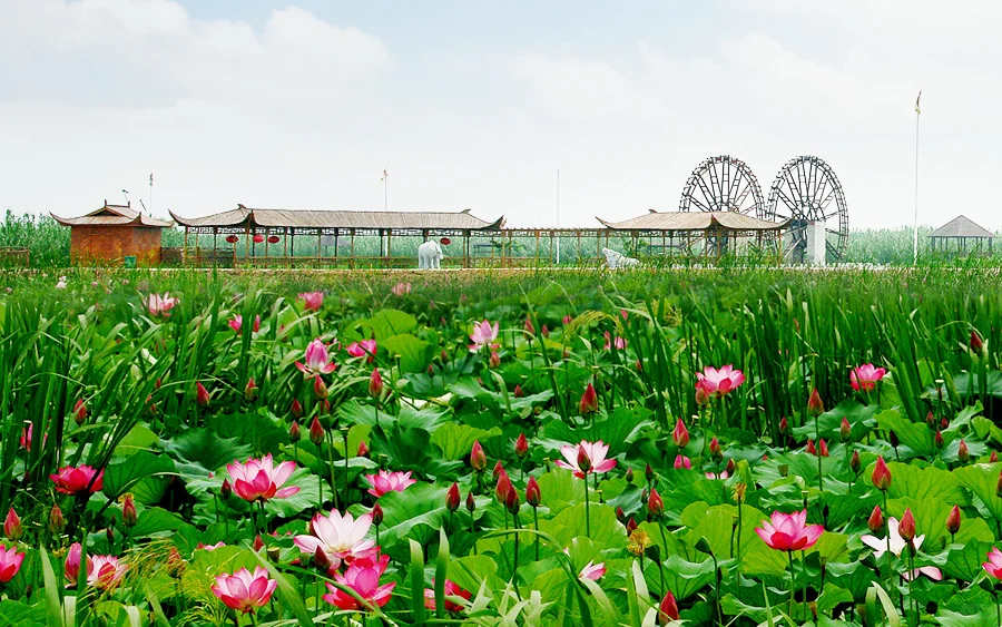 🌿洪泽湖湿地景区 | 水韵江苏的生态天堂