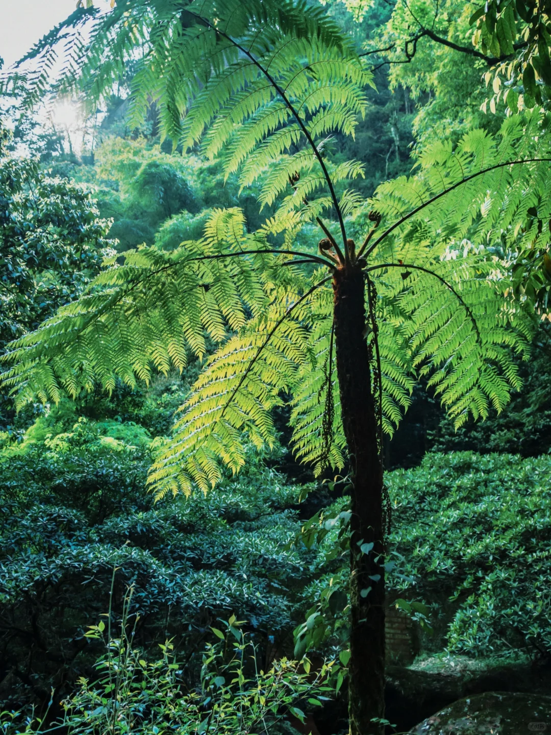 后悔才来赤水🥹隐藏了世界遗产的冷门小城
