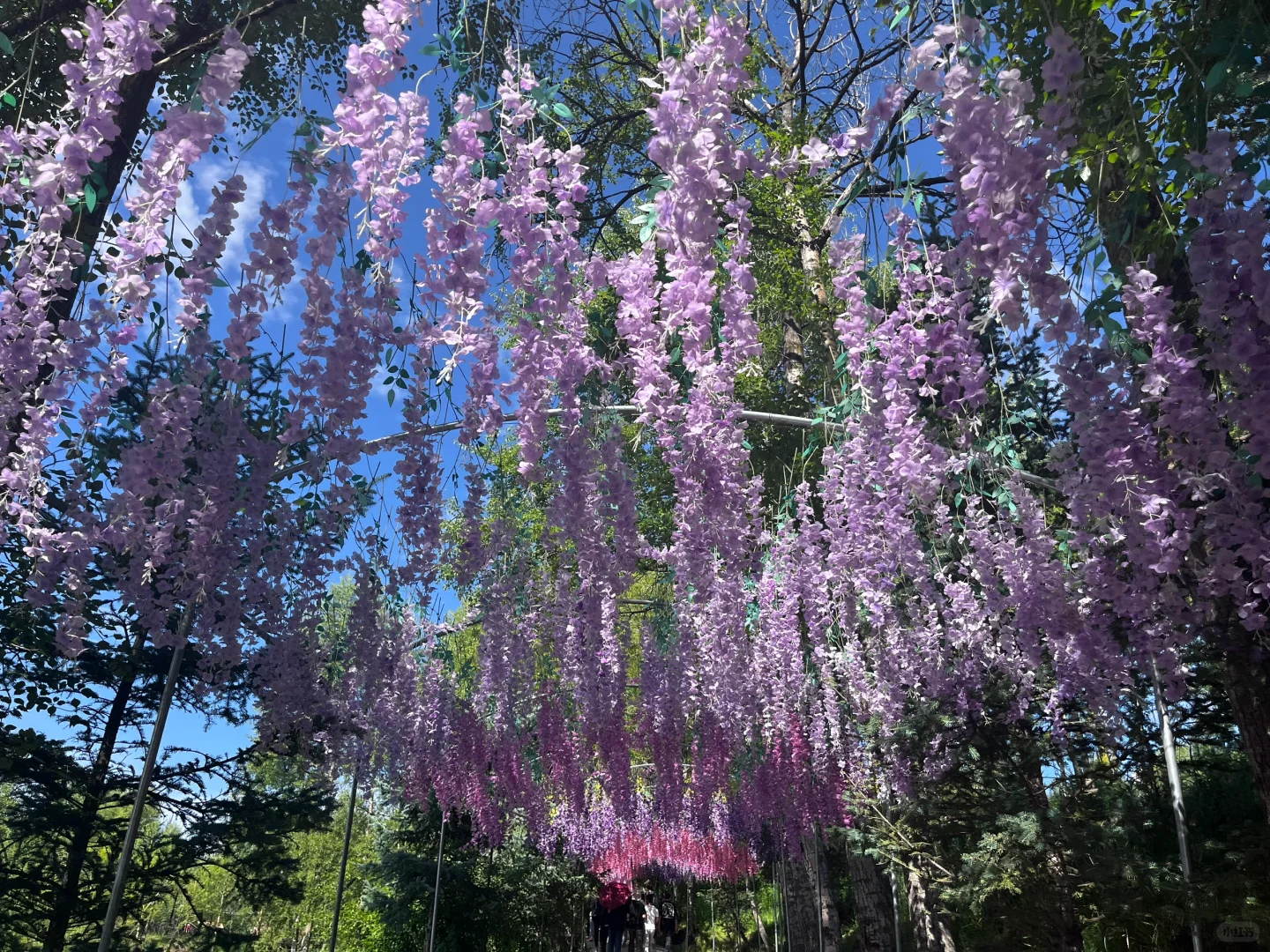 第 8 集｜一定要去的花海，油嘴湾花海