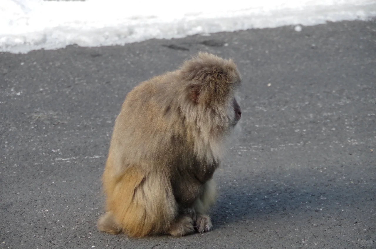 🚄2h直达!九寨高铁一日游保姆级攻略💎