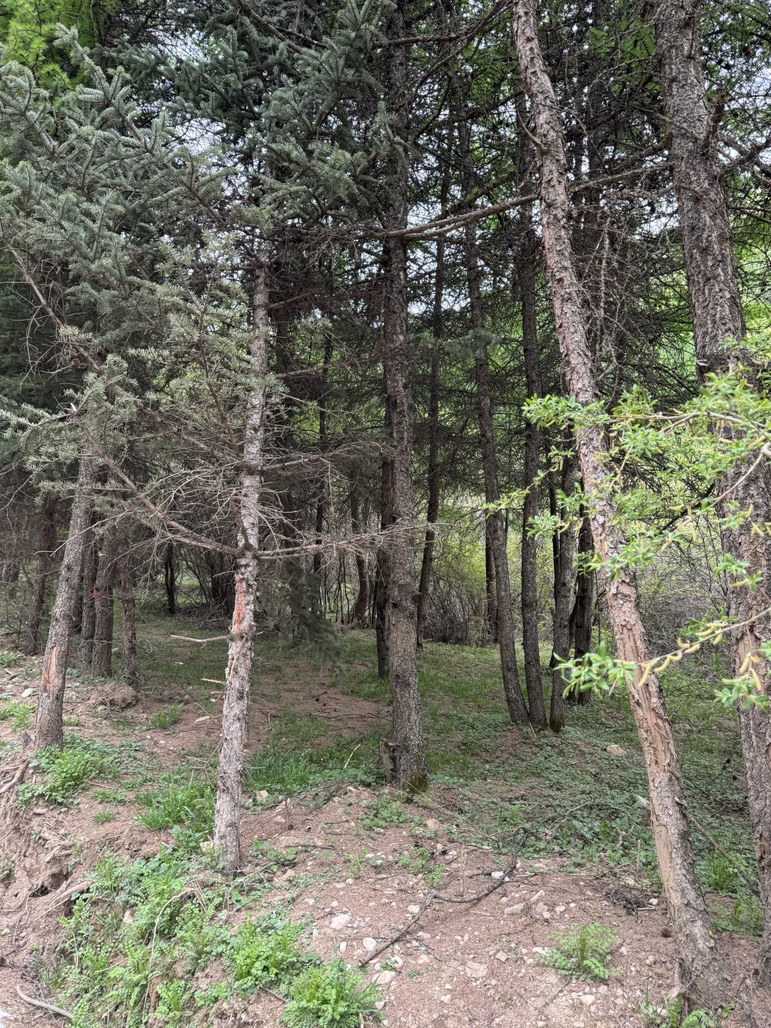 爸妈全程零抱怨，这路线我能回访三次🙌