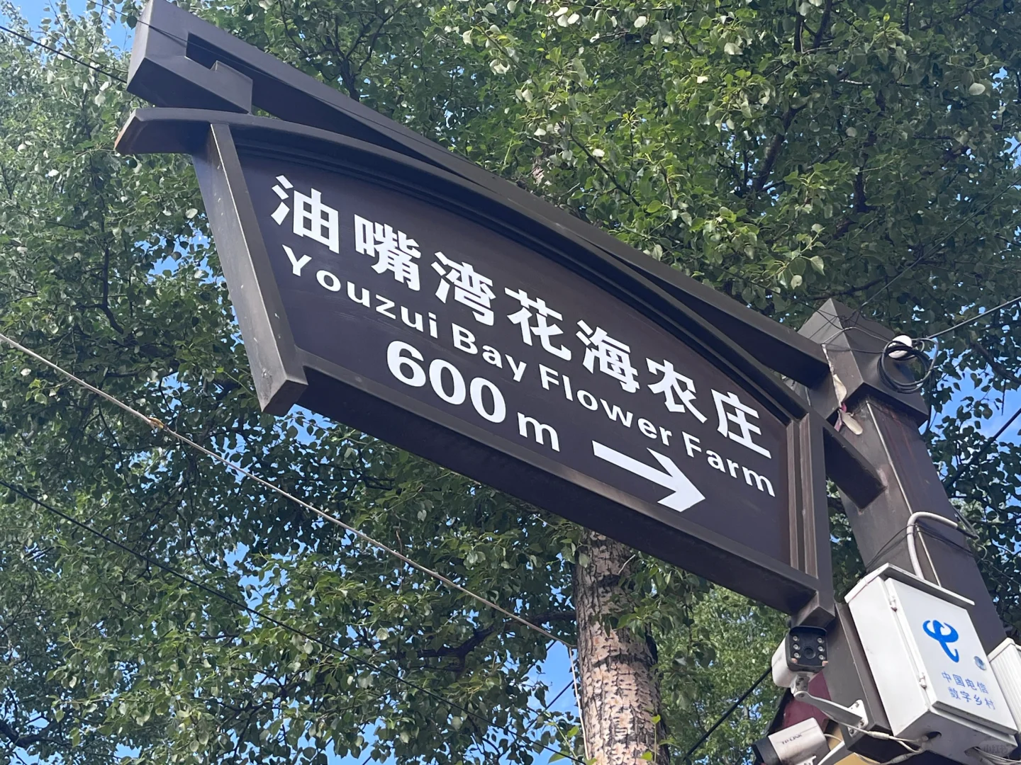 第 8 集｜一定要去的花海，油嘴湾花海