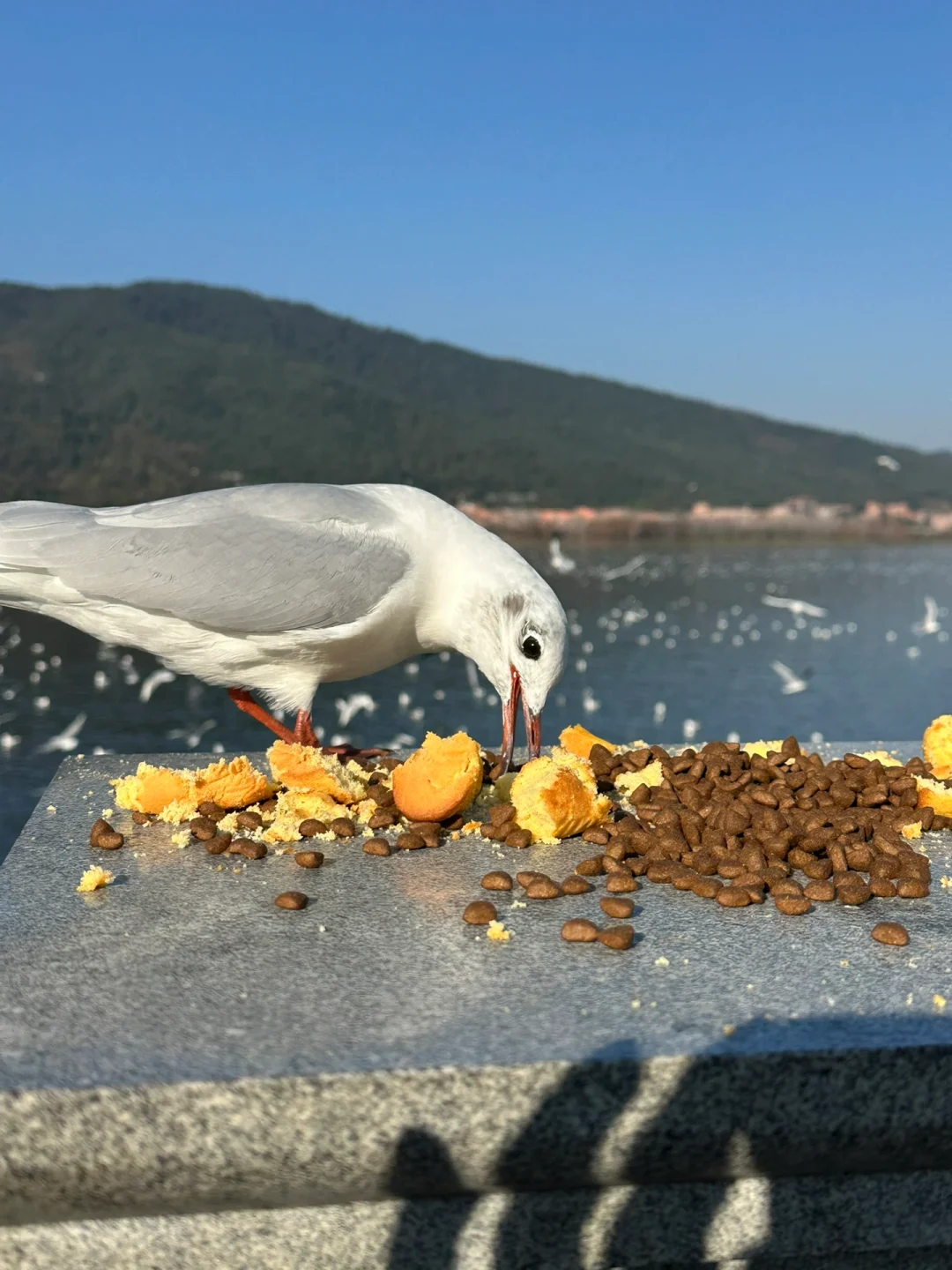 云南旅游攻略1️⃣济南➡️昆明-大理-丽江……