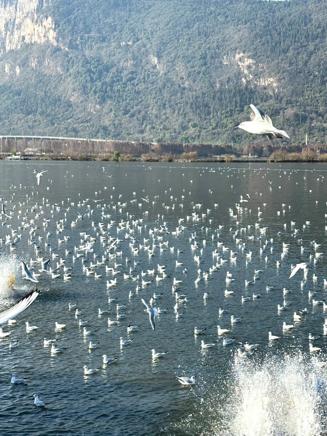 云南旅游攻略1️⃣济南➡️昆明-大理-丽江……