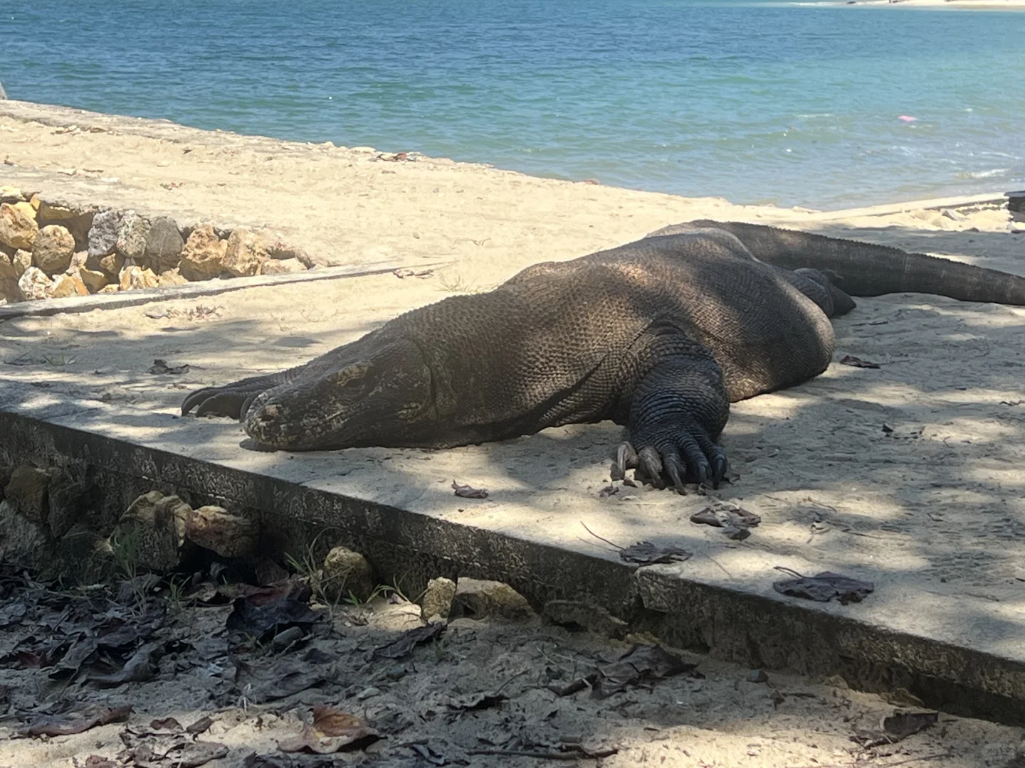我要狠狠推荐科莫多8景点一日游
