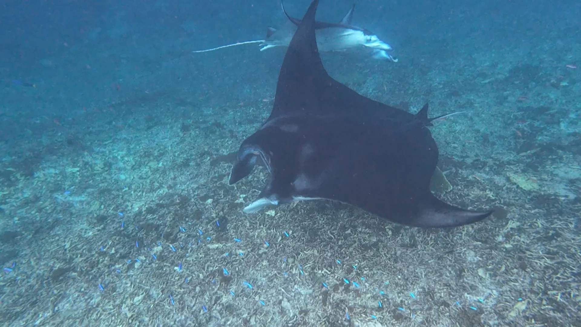 我要狠狠推荐科莫多8景点一日游