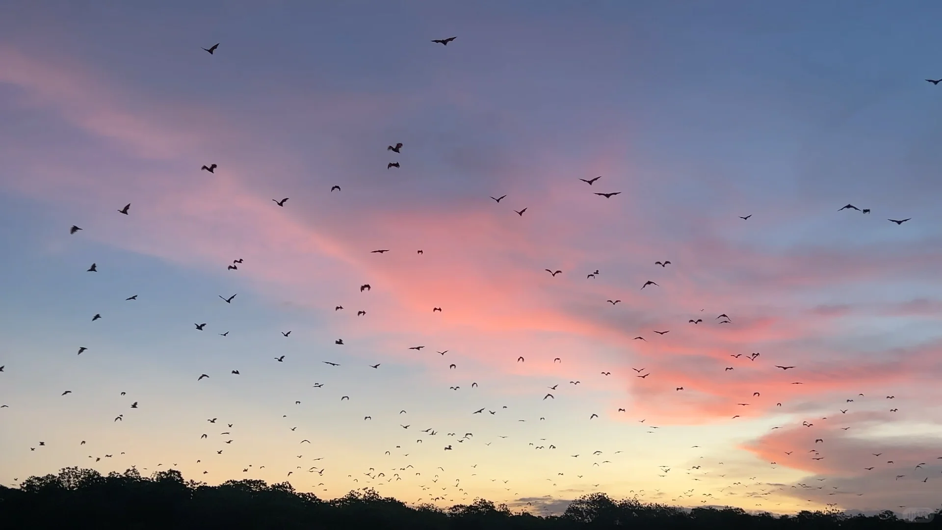 我要狠狠推荐科莫多8景点一日游