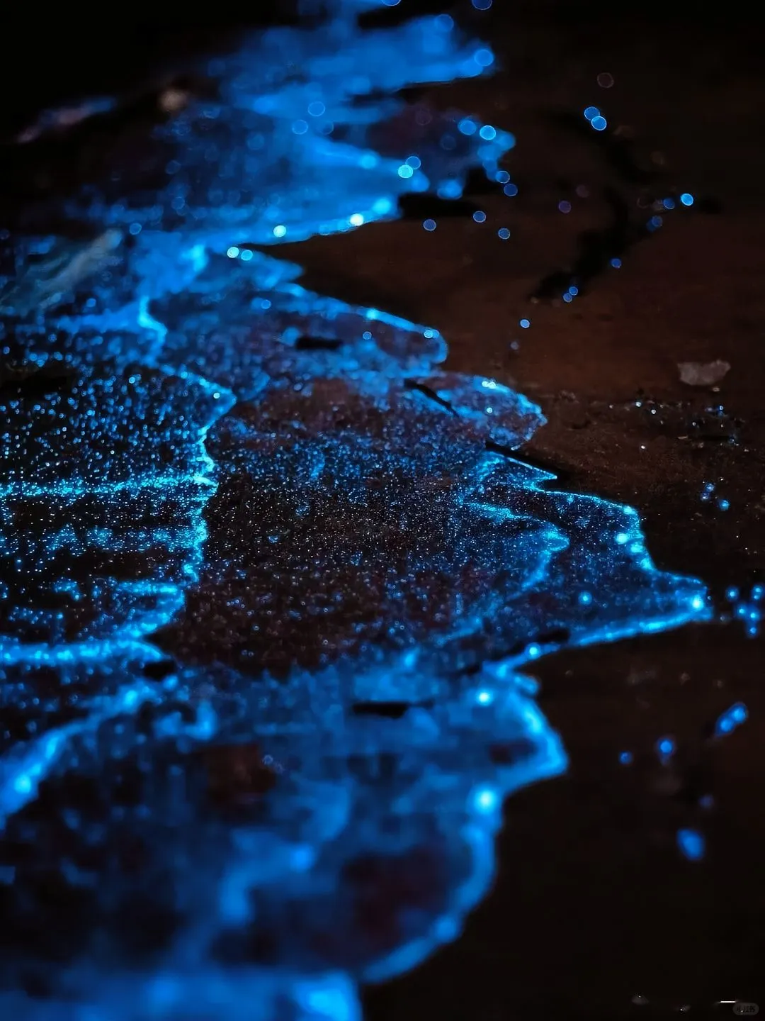 2025年蓝眼泪最全攻略：追寻“海上极光”