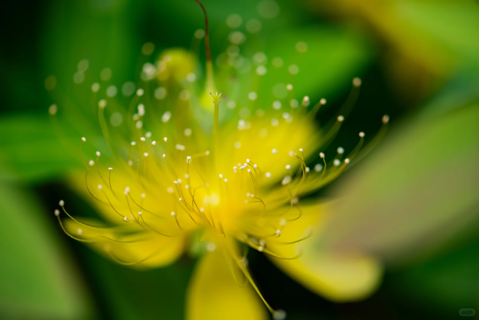 学学老法师拍荷花