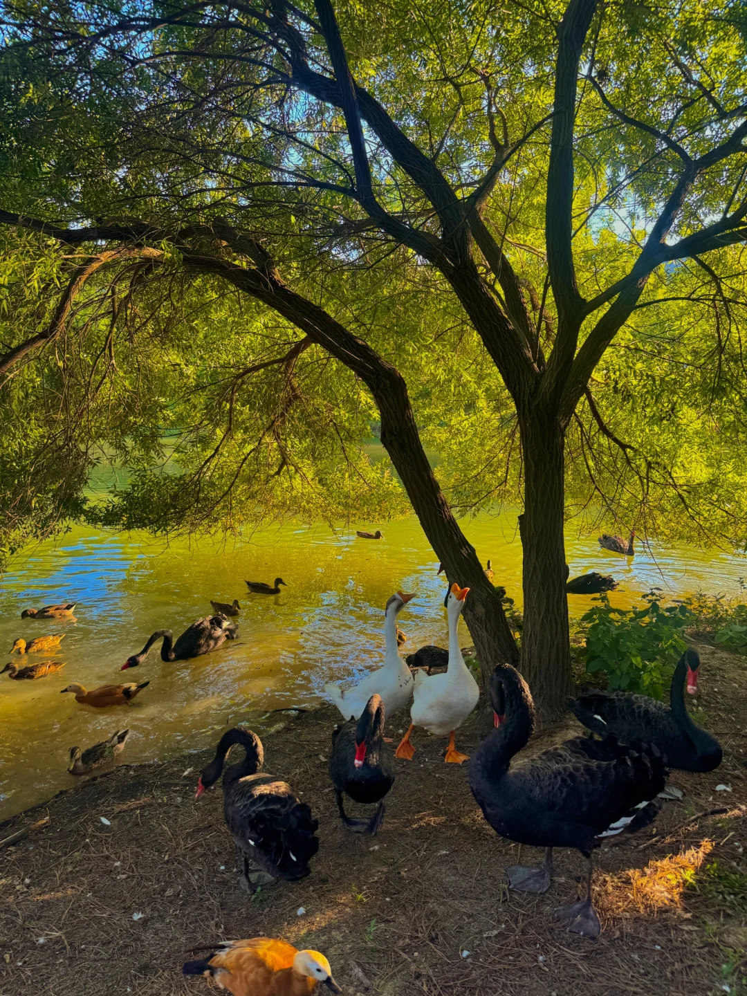 苏州开车2h,来到了魔法世界🦍🐳🦆🦌