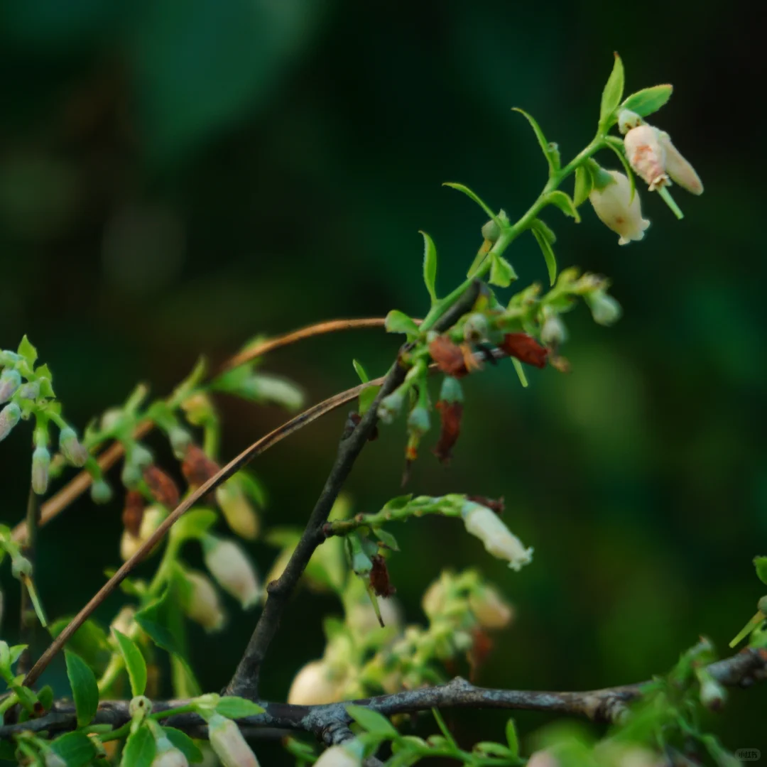 抚州也有“户外森林”了