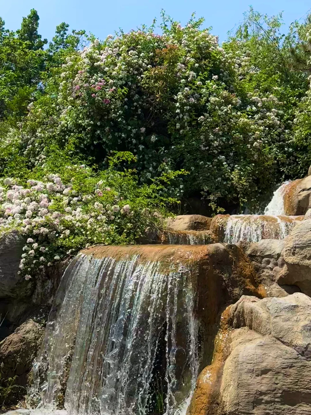 邯郸紫山公园里的蔷薇花墙～（附详细路线）