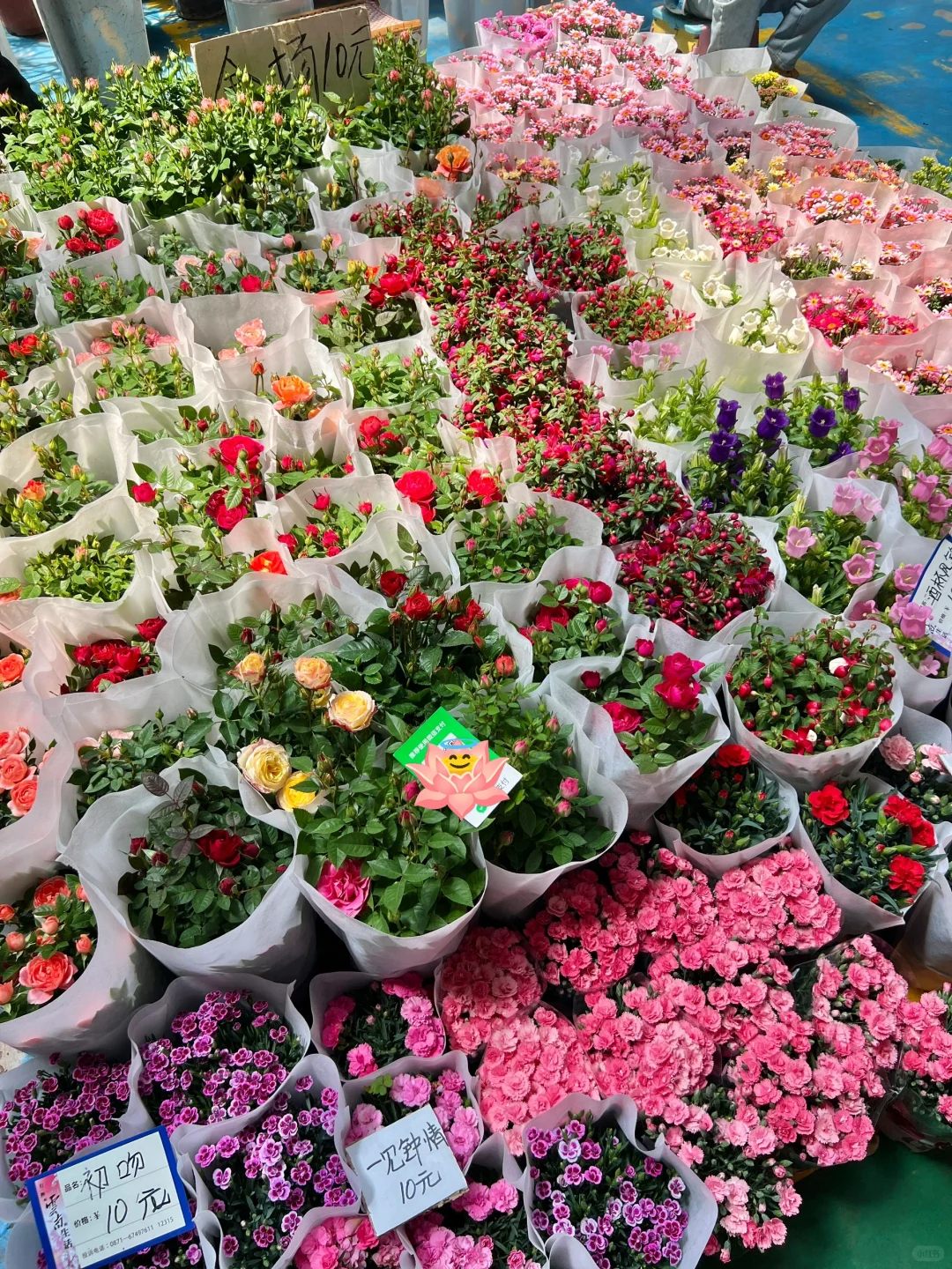 昆明一日游|详细攻略只看这篇!(附爆款机位)