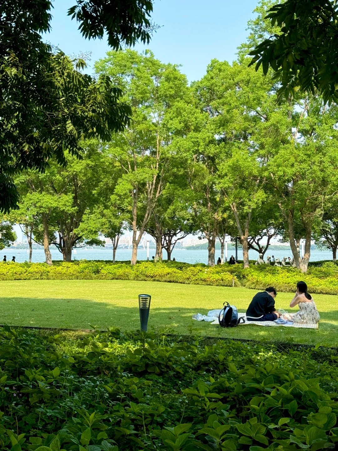 苏州｜金鸡湖绣球，掉进了调色盘般的初夏🌸