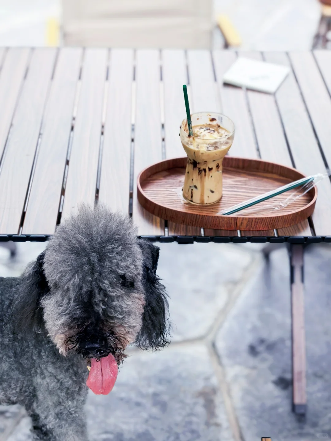 房山惊现猫狗双全的治愈咖啡屋🐈🐩速冲