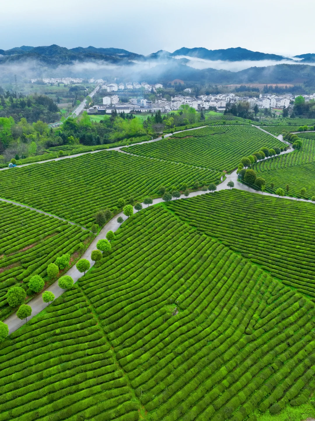 4-5月❗️婺源这些0元小众茶园🍃太出片