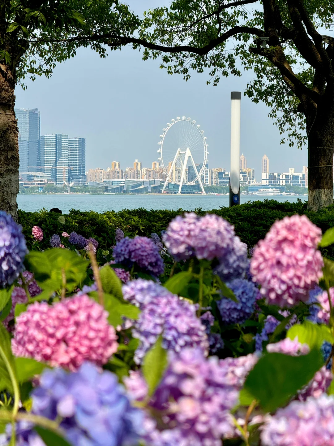 苏州｜金鸡湖绣球，掉进了调色盘般的初夏🌸