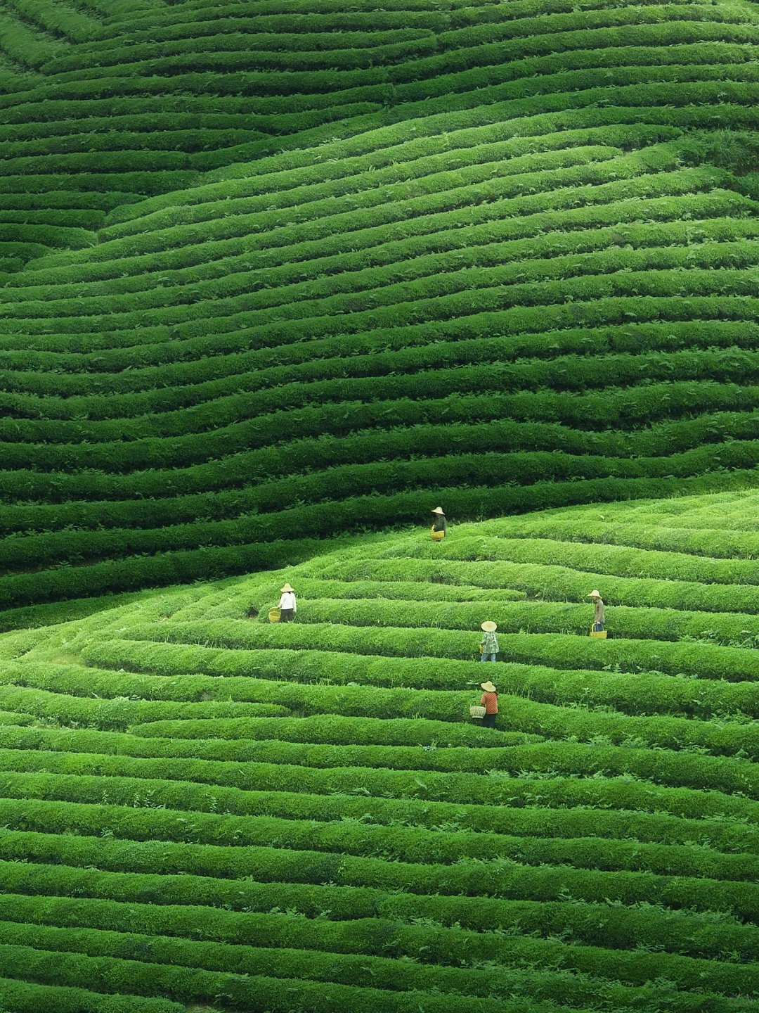 4-5月❗️婺源这些0元小众茶园🍃太出片