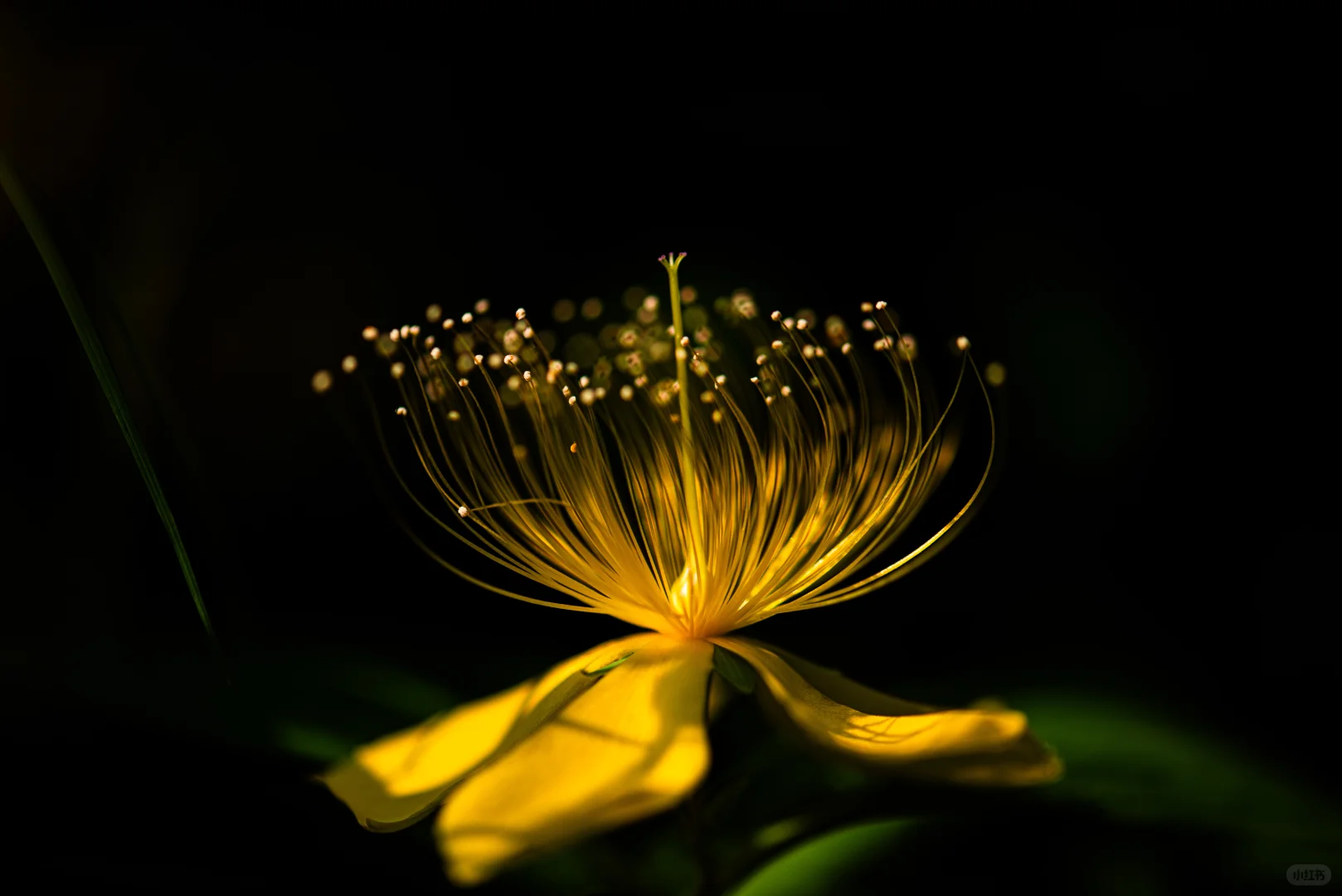 学学老法师拍荷花