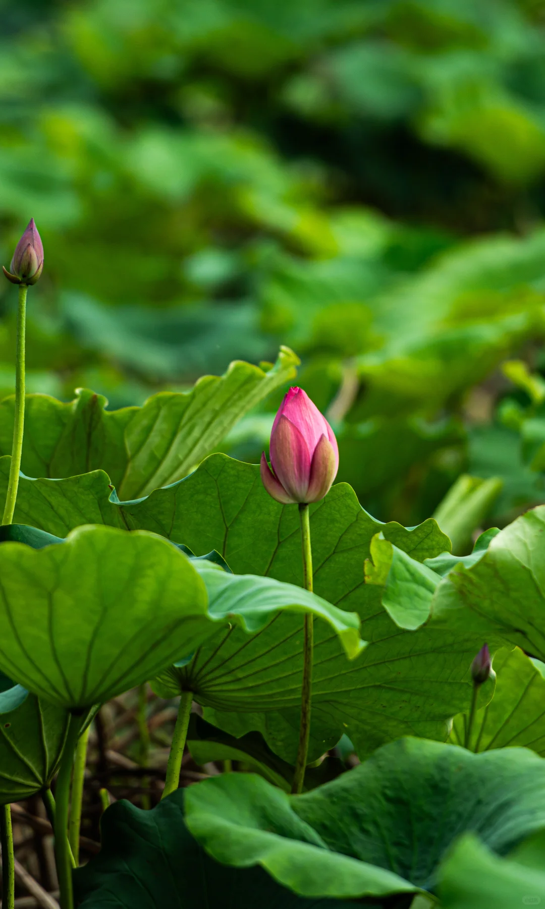 学学老法师拍荷花
