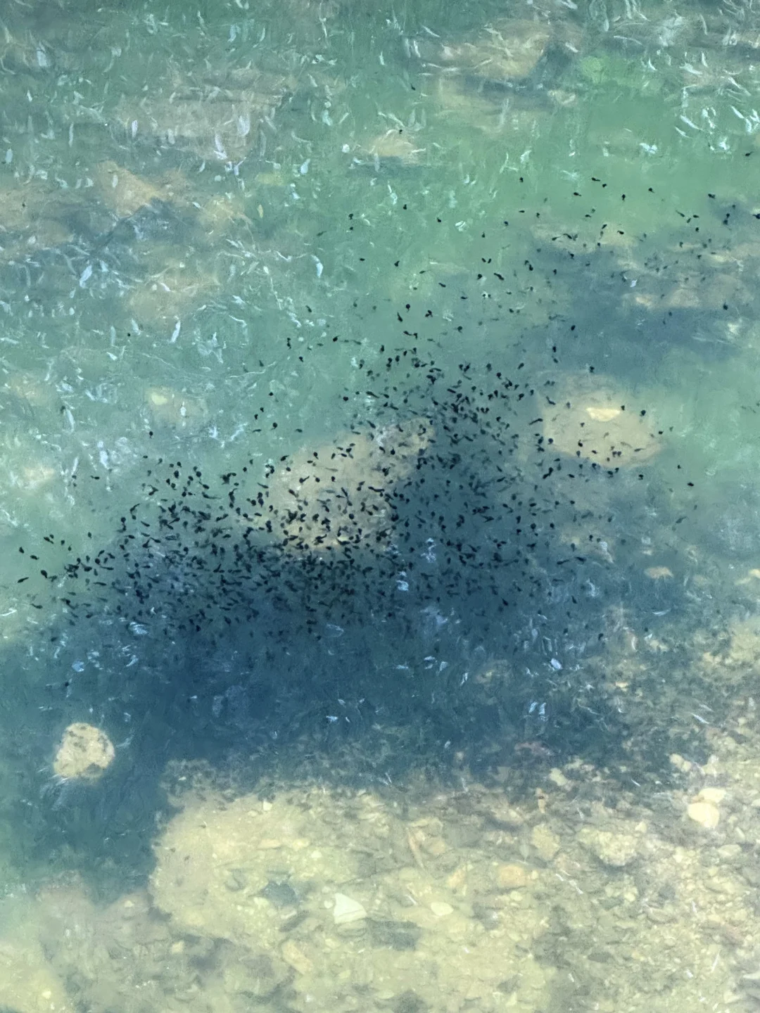 陕西的仙境：金丝峡