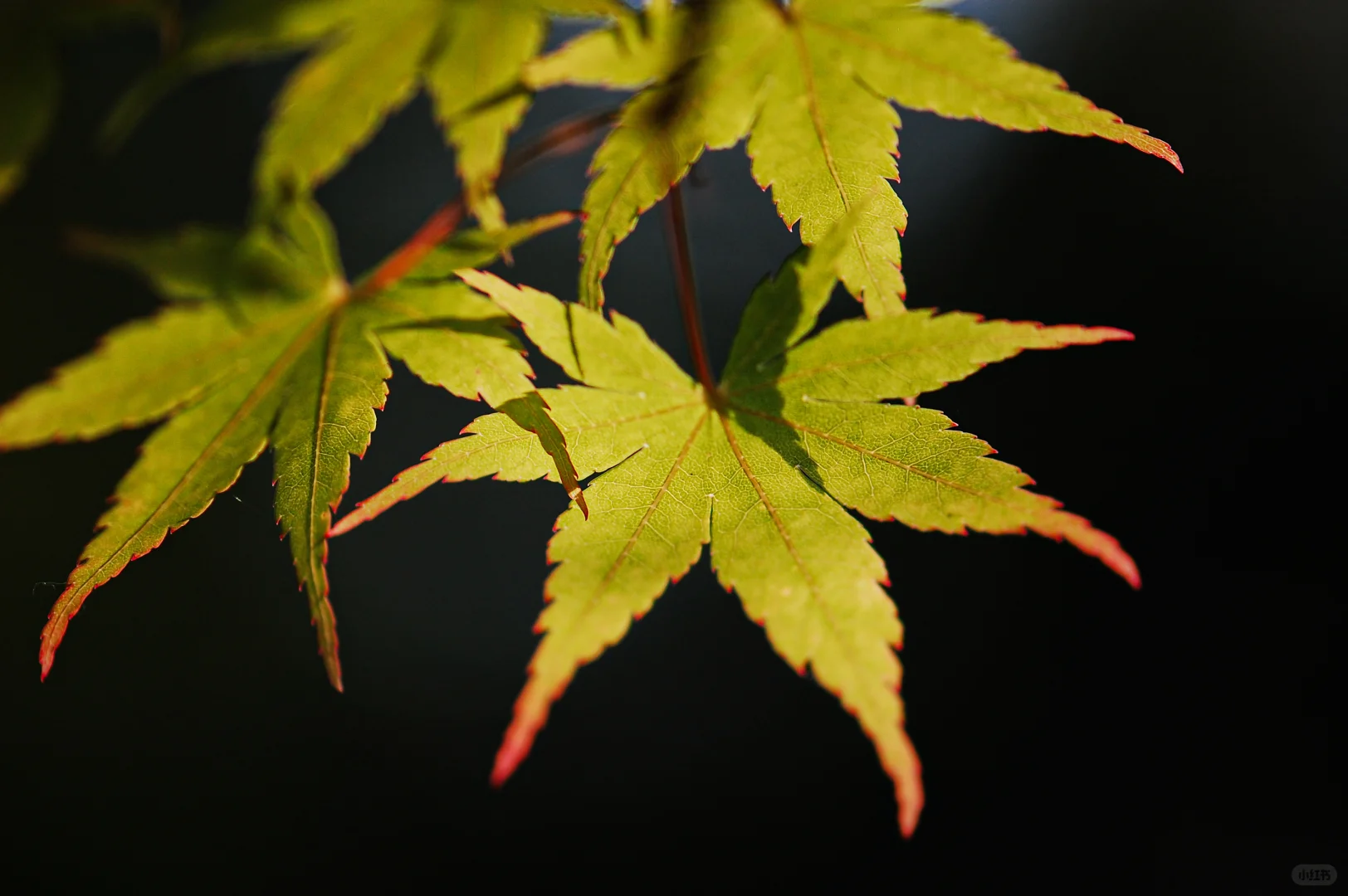 学学老法师拍荷花