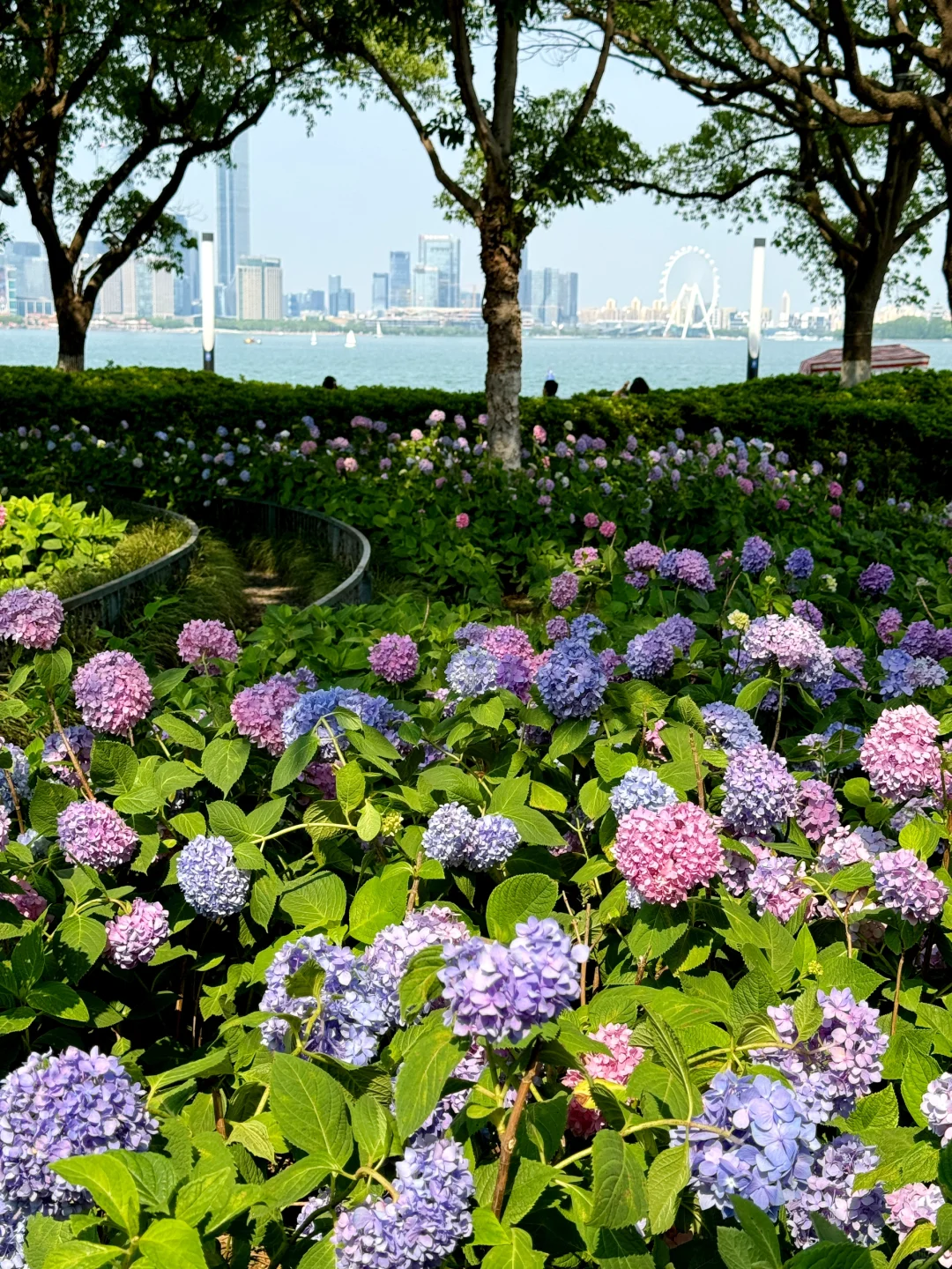 苏州｜金鸡湖绣球，掉进了调色盘般的初夏🌸