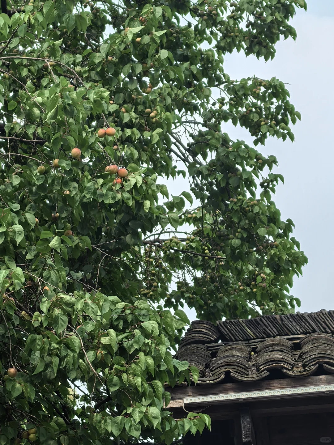 待在景区的日子｜查济的果子们