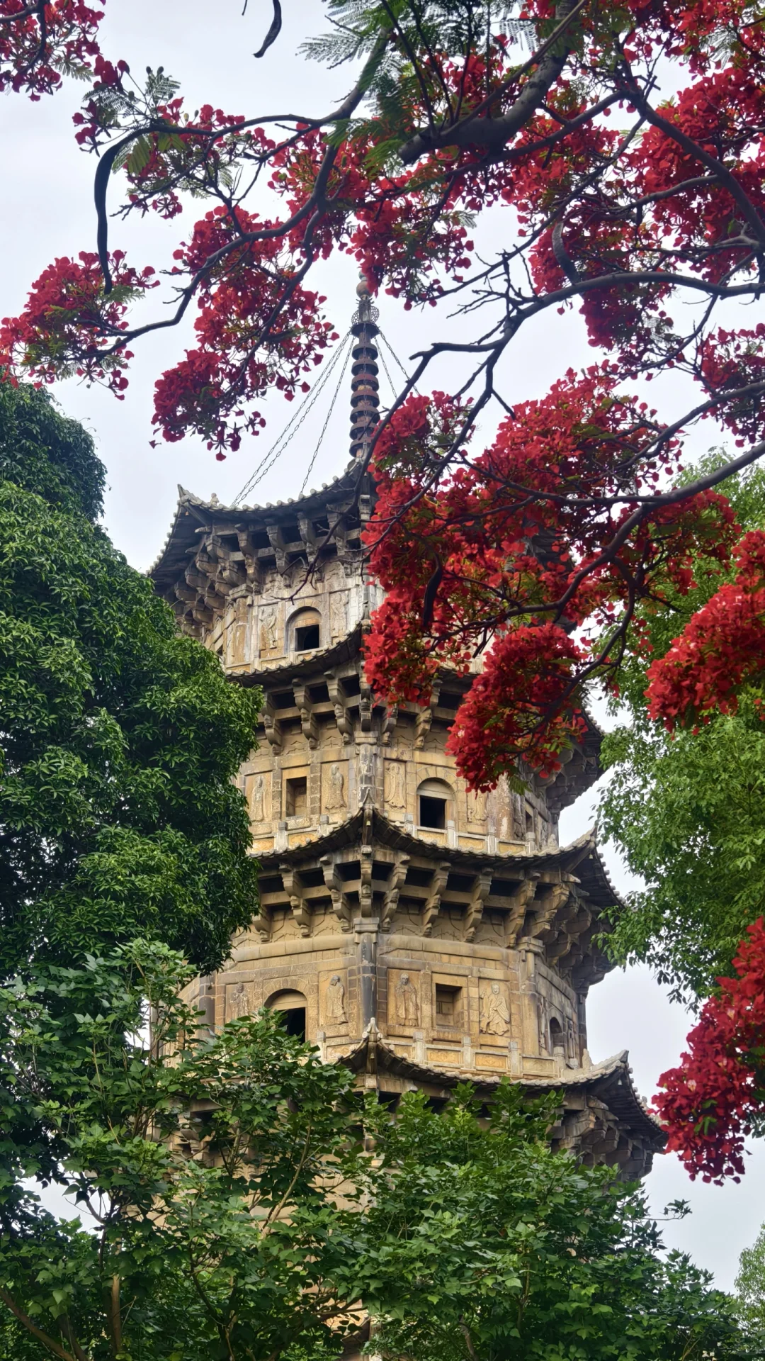 泉州开元寺的花开啦