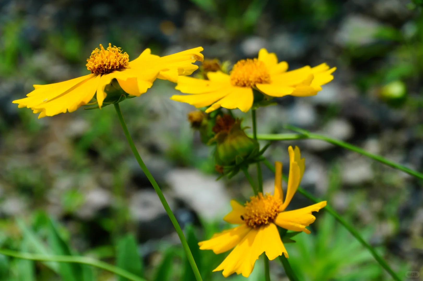 抚州也有“户外森林”了