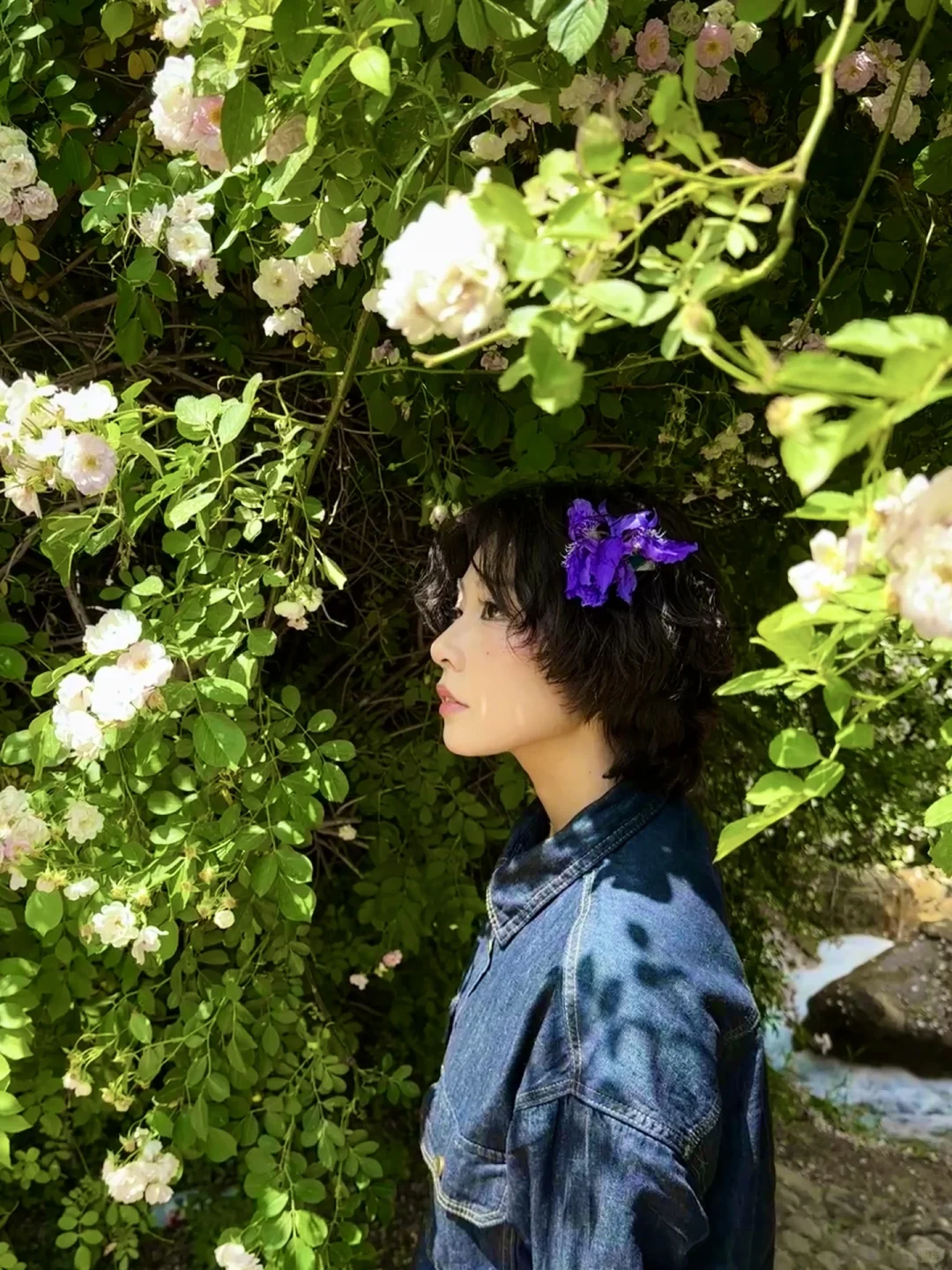 邯郸紫山公园里的蔷薇花墙～（附详细路线）