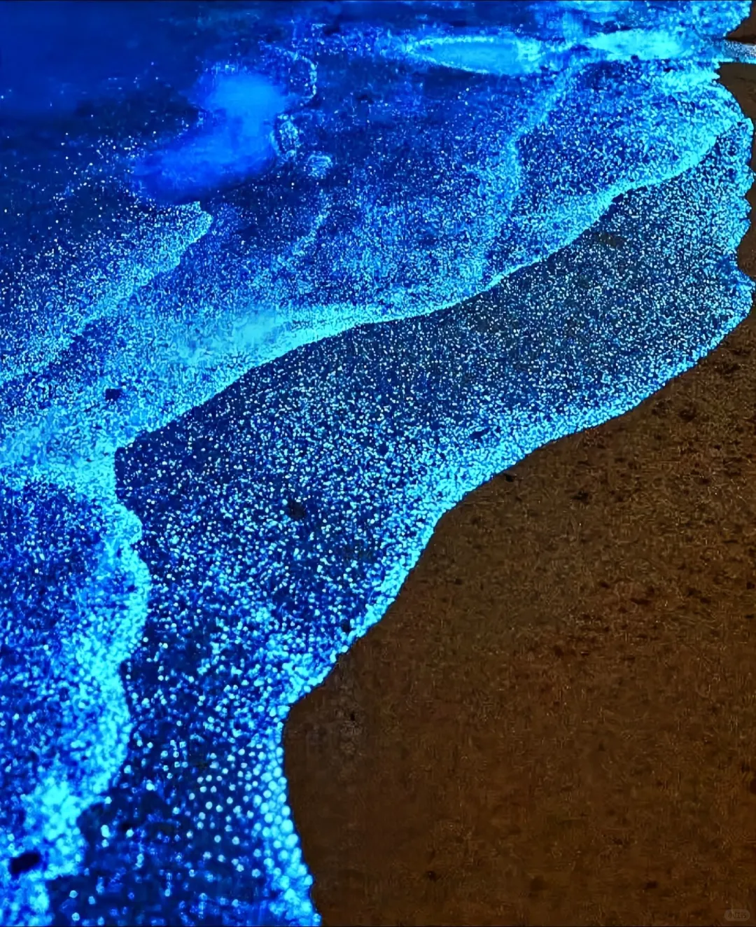 2025年蓝眼泪最全攻略：追寻“海上极光”