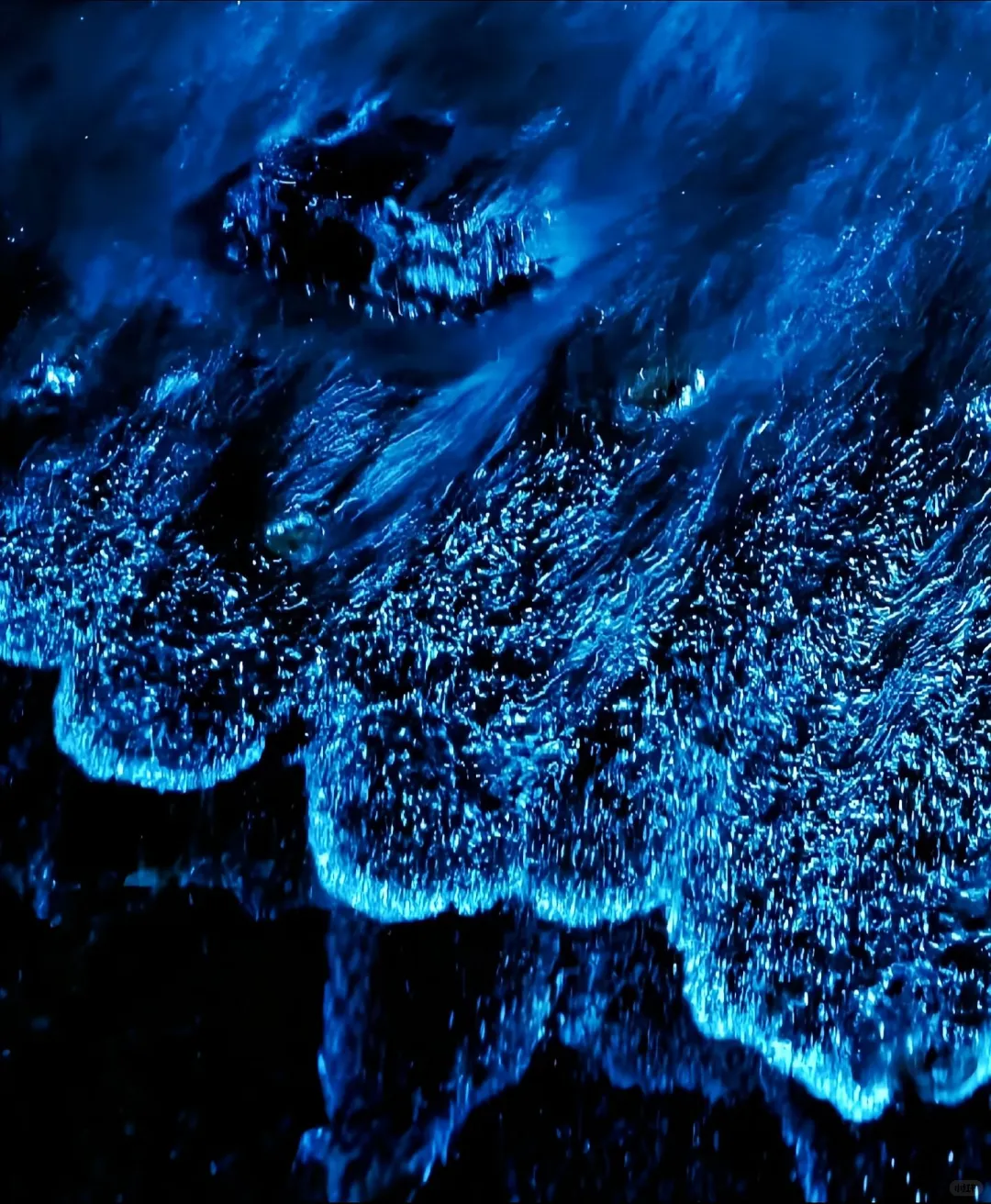 2025年蓝眼泪最全攻略：追寻“海上极光”