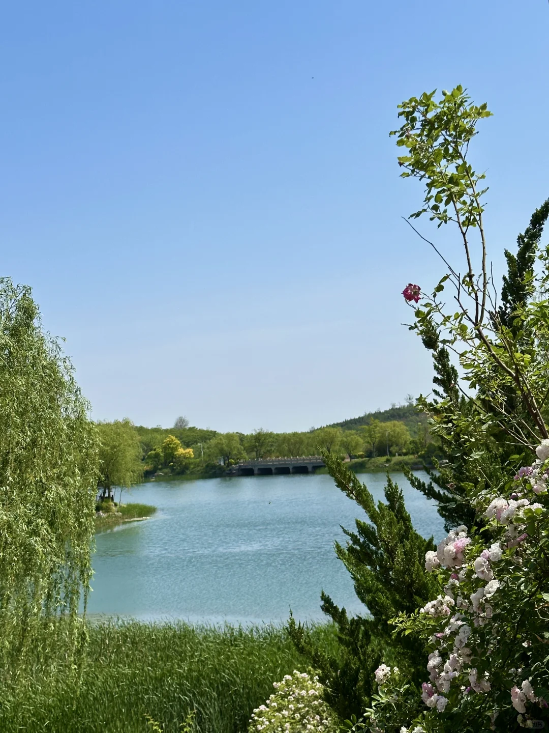 邯郸紫山公园里的蔷薇花墙～（附详细路线）
