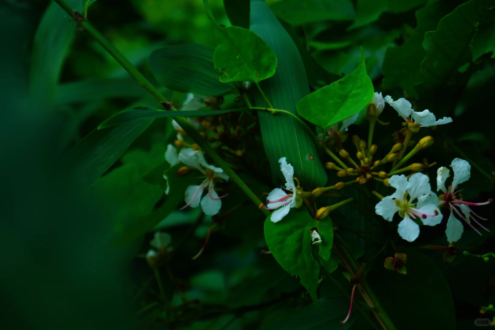 抚州也有“户外森林”了