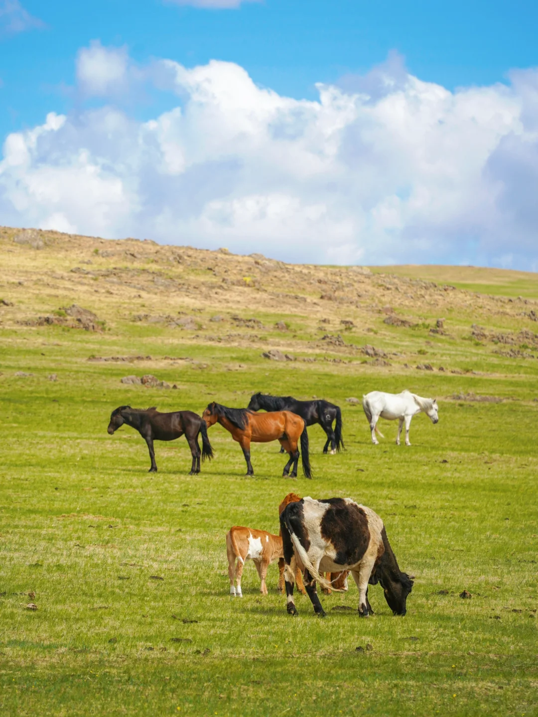 去了呼伦湖，你就知道大草原的含金量了！