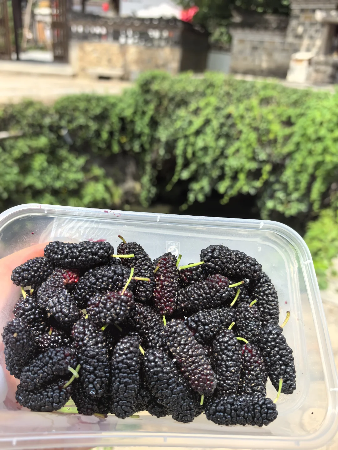 待在景区的日子｜查济的果子们