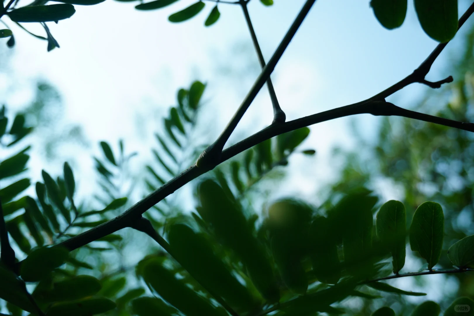 抚州也有“户外森林”了